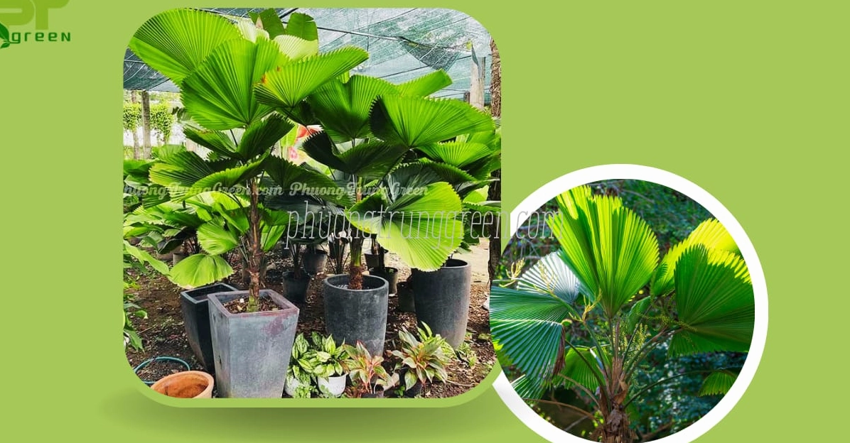 Hình ảnh minh họa ý nghĩa của cây Cọ Nhật với sắc xanh thanh nhã và bố cục trang trọng