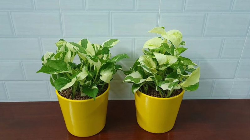 Hình ảnh minh họa ý nghĩa của cây trầu bà cẩm thạch trong không gian sống xanh