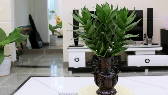 Hình ảnh minh họa ý nghĩa phong thủy của Cây Phát Tài Búp Sen với bố cục thanh nhã và tươi sáng