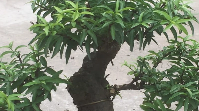 Hình ảnh nhân giống Cây Mai Chiếu Thủy với cành khỏe, mầm non và thao tác kỹ thuật cẩn thận