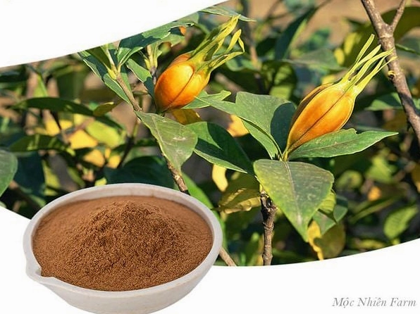 Hình ảnh nhấn vào hạt cây Bạch Thiên Hương với gợi ý về giá trị dược liệu truyền thống
