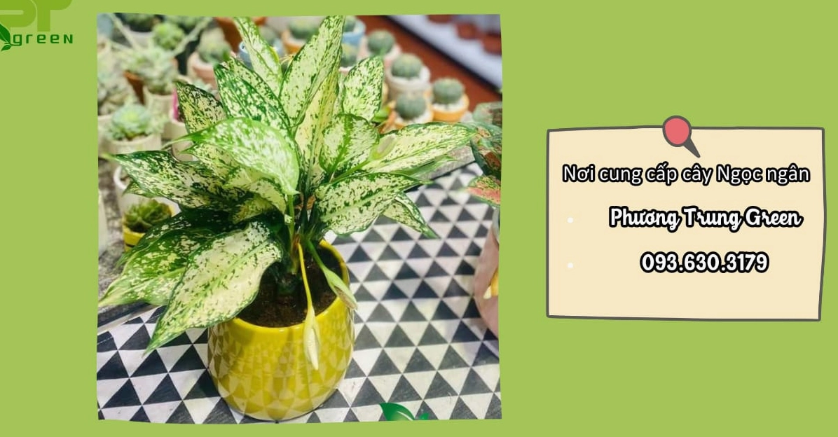 Hình ảnh nhiều chậu Cây Ngọc Ngân xanh trắng được sắp đặt gọn gàng, nổi bật vẻ tươi non và thanh lịch