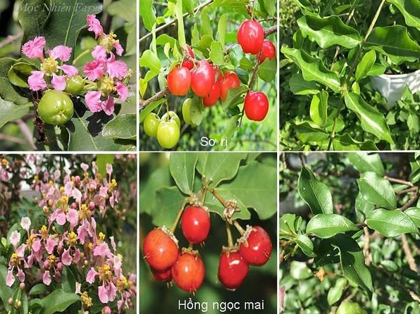 Hình ảnh phân biệt sơ ri và hồng ngọc mai qua hình dáng quả và tổng thể cây