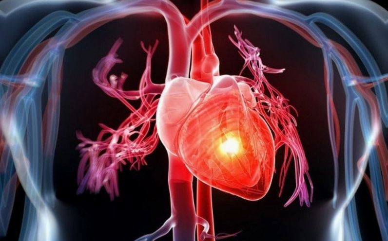 Hình ảnh quả bách xù gắn với chủ đề hỗ trợ sức khỏe tim mạch trong góc nhìn gần gũi và tự nhiên