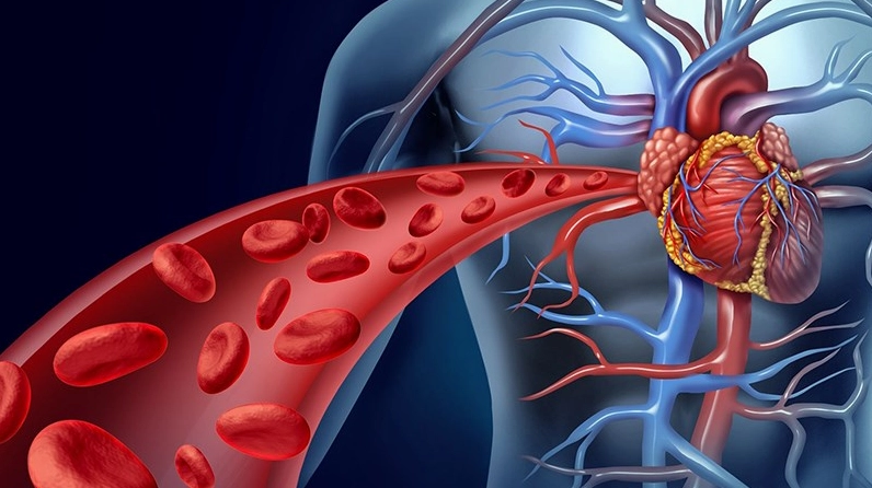 Hình ảnh quả bách xù gắn với chủ đề tốt cho tim mạch trong nền sắc xanh tự nhiên