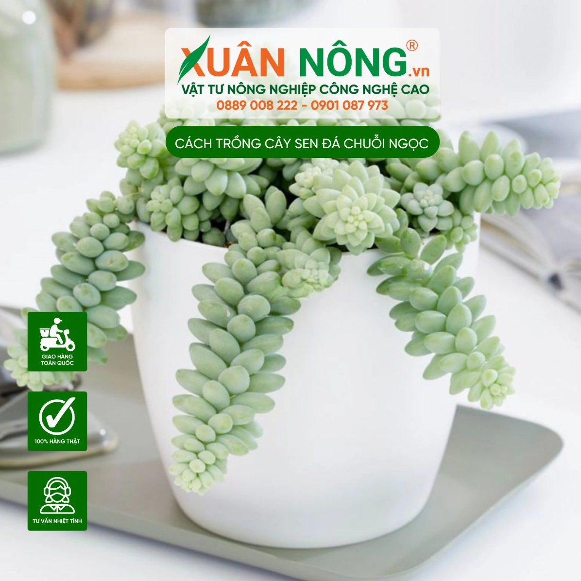 Hình ảnh Sen đá chuỗi ngọc gợi ý nghĩa may mắn với những lá xanh tròn như hạt ngọc