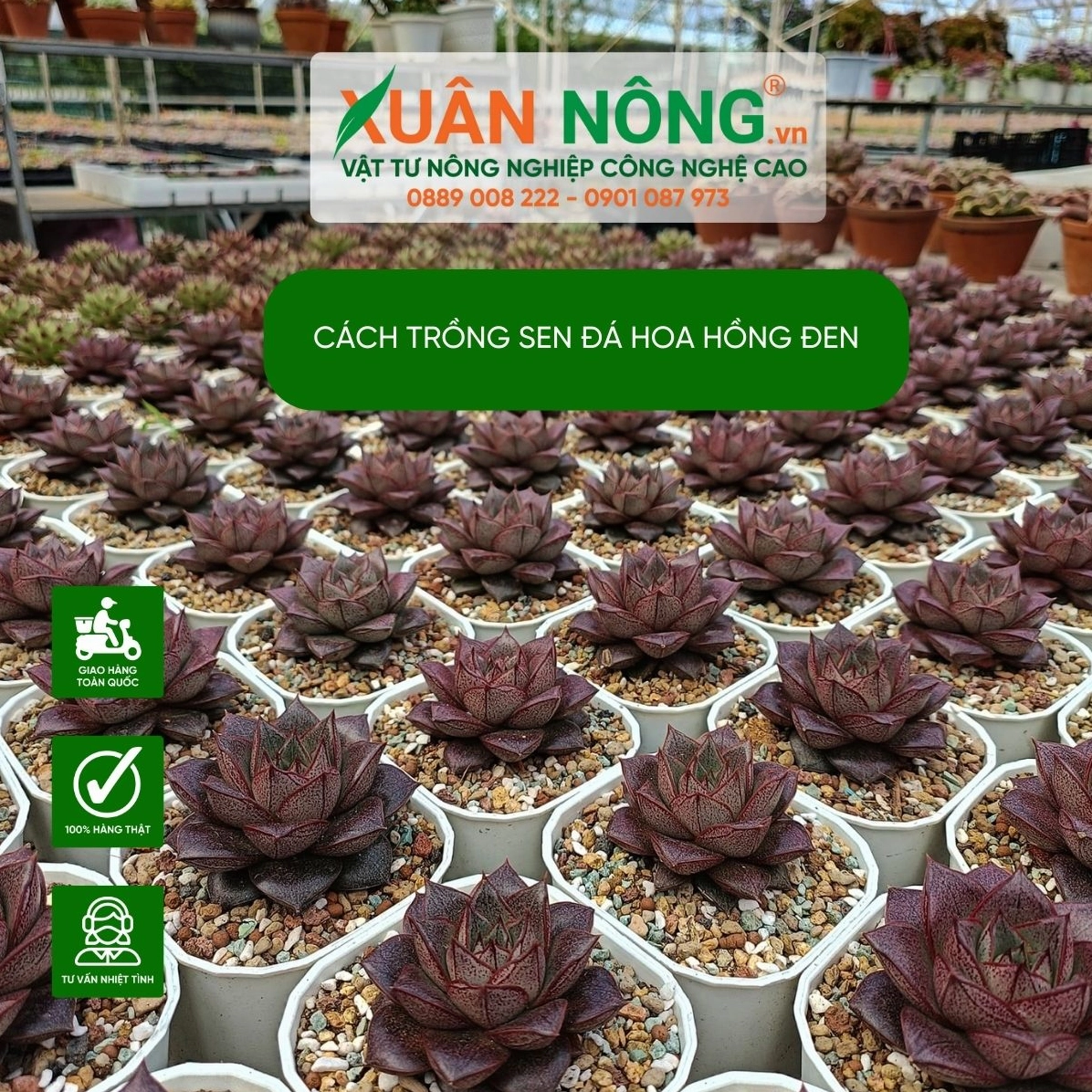 Hình ảnh Sen Đá Hoa Hồng Đen thể hiện ý nghĩa phong thủy và vẻ đẹp trang trí