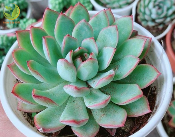 Hình ảnh Sen Đá Viền Đỏ gợi ý nghĩa may mắn với tán lá xanh và viền đỏ ấm áp