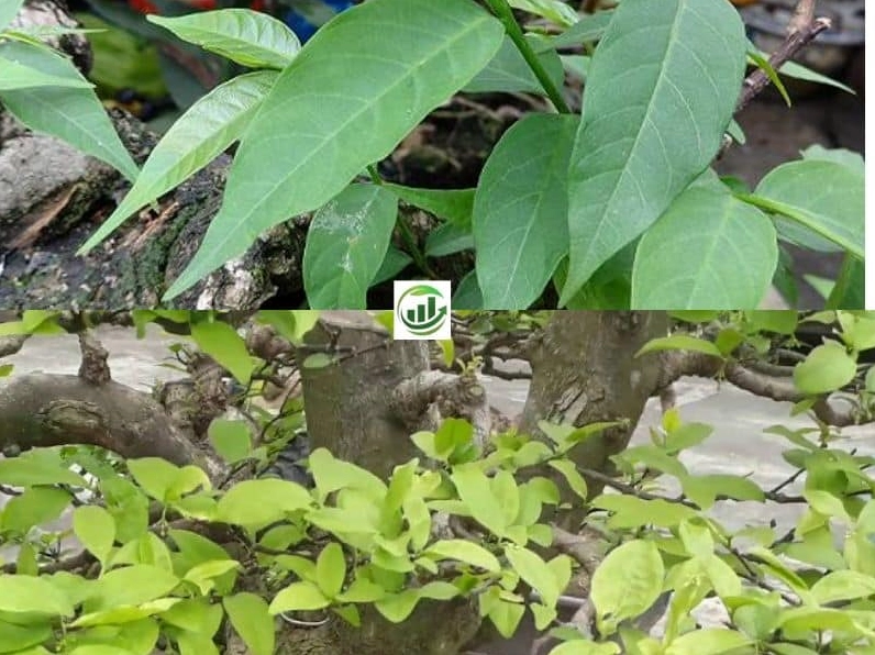 Hình ảnh so sánh cây lồng mức và Mai Chiếu Thủy giúp nhận ra khác biệt về lá, dáng và thần thái