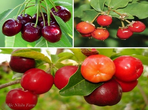 Hình ảnh so sánh quả sơ ri với hồng ngọc mai và cherry để nhận biết rõ hơn