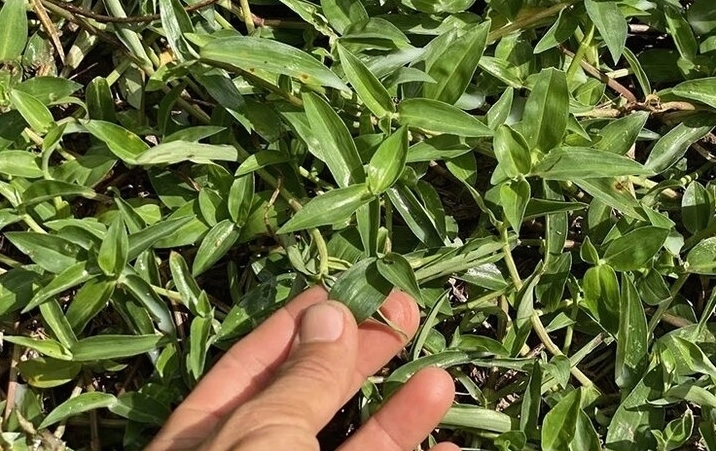 Hình ảnh thài lài trắng trong tư liệu về bài thuốc giúp giảm sưng đau và hỗ trợ điều trị viêm họng
