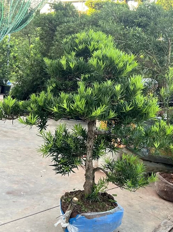 Hình ảnh tham khảo giữa Cây Tùng Đen và Tùng La Hán giúp người xem nhận ra nét khác biệt