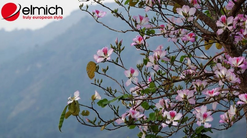 Hình ảnh thể hiện công dụng của cây ban trong đời sống với dáng cây và hoa gần gũi tự nhiên