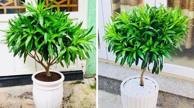Hình ảnh thể hiện công dụng của Cây Trúc Bách Hợp trong trang trí không gian sống và tạo cảm giác dễ chịu