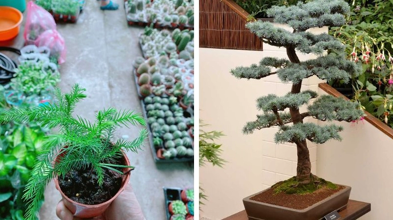 Hình ảnh thể hiện đặc điểm cây bách tán với tán lá xếp lớp và màu xanh đặc trưng