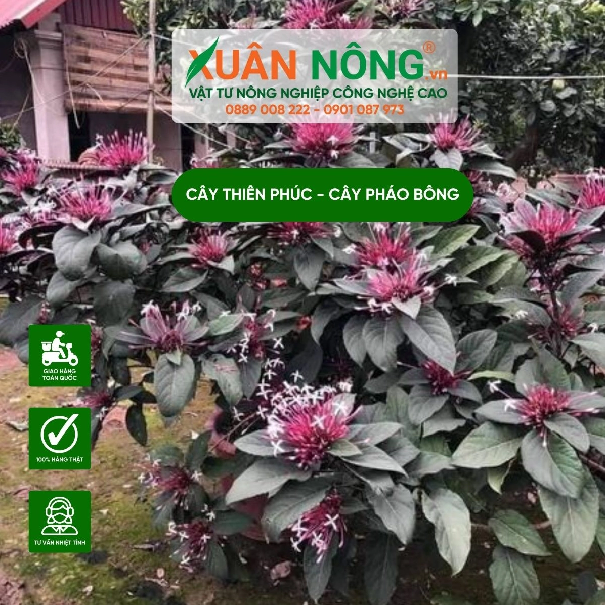 Hình ảnh thể hiện đặc điểm cây Thiên Phúc với lá lớn thân gỗ nhỏ và chùm hoa nổi bật