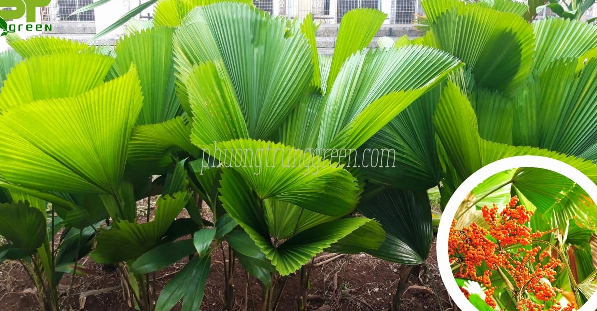 Hình ảnh thể hiện đặc điểm lá quạt và thân cây Cọ Nhật rõ nét trong ánh sáng tự nhiên