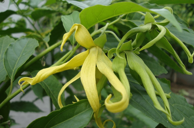 Hình ảnh thể hiện lợi ích và ứng dụng của Cây Hoàng Lan trong đời sống hằng ngày