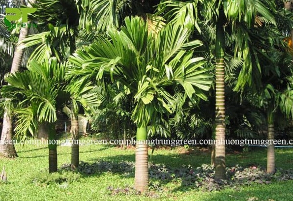 Hình ảnh thể hiện rõ đặc điểm Cây Cau Lùn với dáng cây thấp gọn, tán lá xòe mềm và sắc xanh mướt mắt