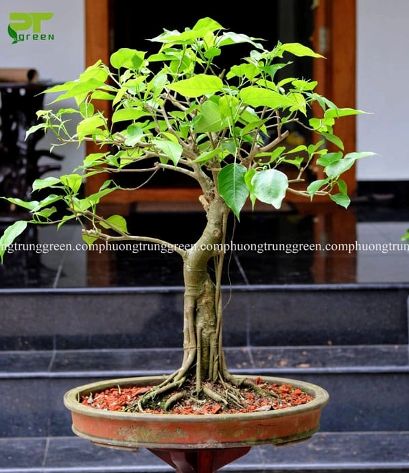Hình ảnh thể hiện ý nghĩa cây Bồ đề với vẻ trang nghiêm và cảm giác thanh tịnh trong không gian xanh
