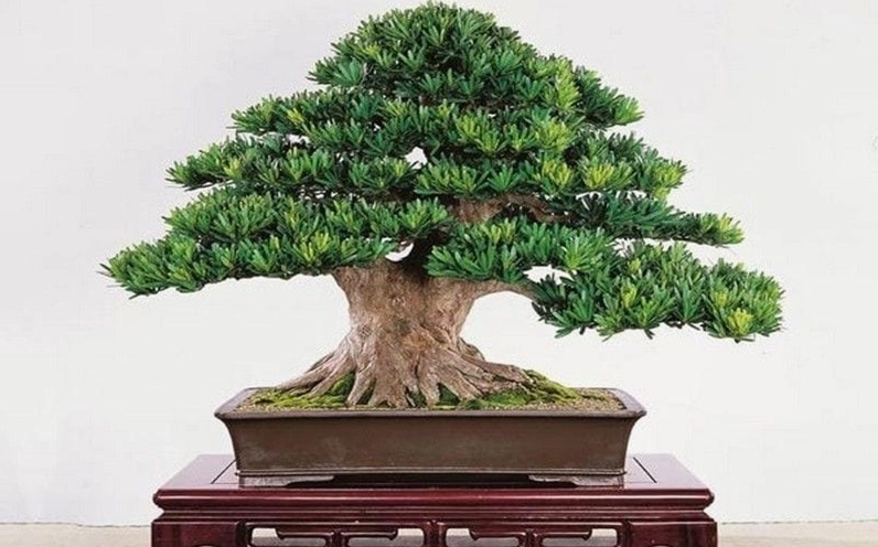 Hình ảnh thể hiện ý nghĩa của Cây Tùng Nhật qua dáng cây thanh cao và sắc lá xanh bền bỉ