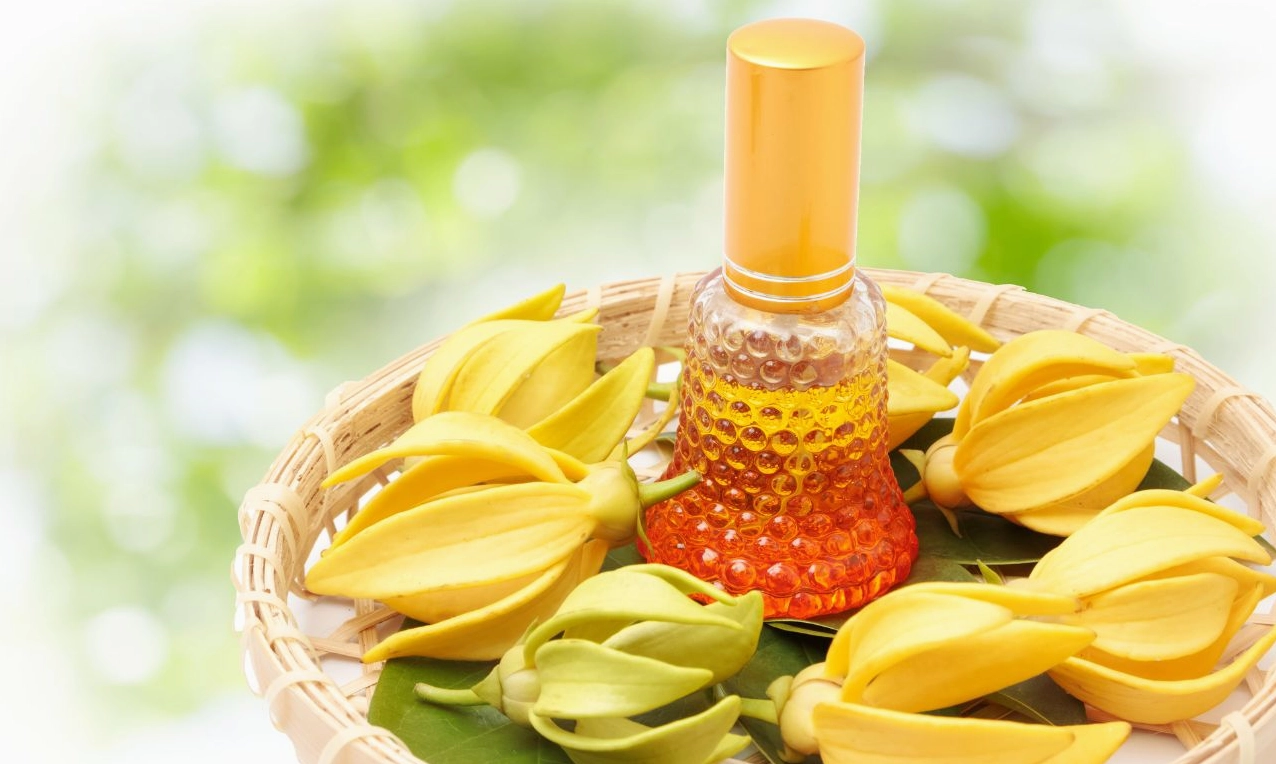 Hình ảnh tinh dầu hoa Hoàng Lan gợi cảm giác sang trọng, tinh khiết và đậm chất thư giãn