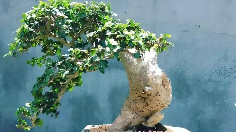 Hình ảnh tổng quan Cây Duối với tán lá xanh mướt và dáng cây mộc mạc đầy cuốn hút