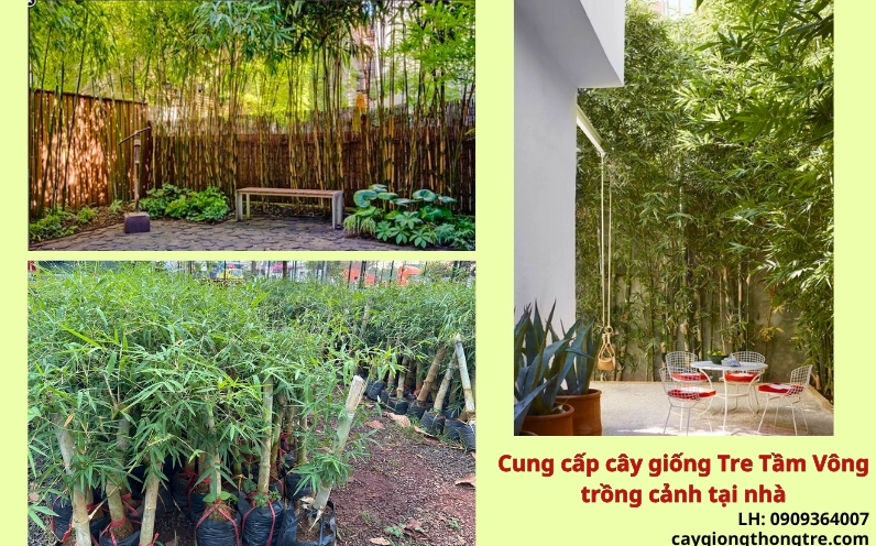 Hình ảnh tre trúc cảnh xanh mát gợi ý các giống nên trồng tại nhà