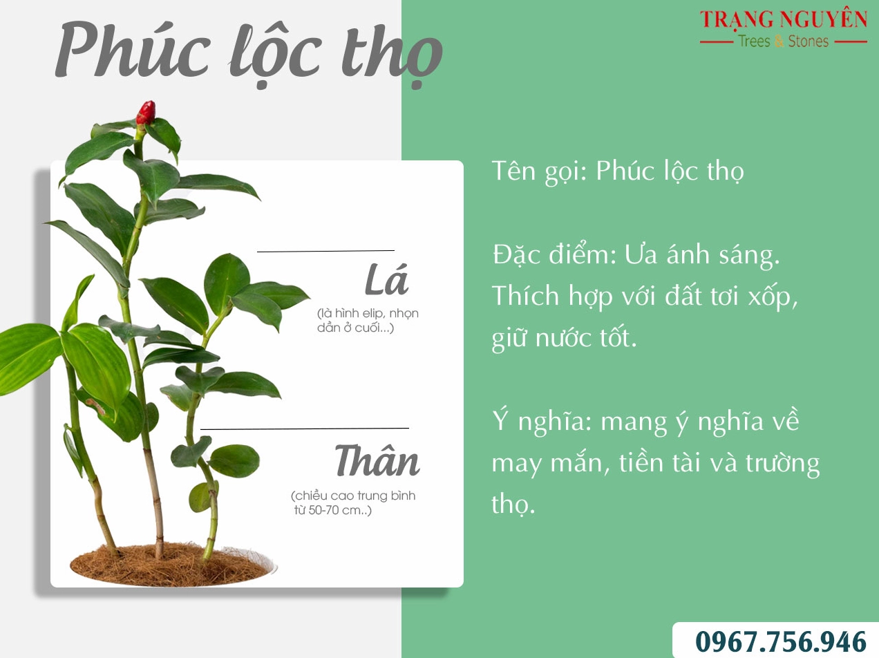 Hình ảnh trồng Cây Phúc Lộc Thọ trong chậu cho thấy dáng cây đứng khỏe và nền đất gọn gàng