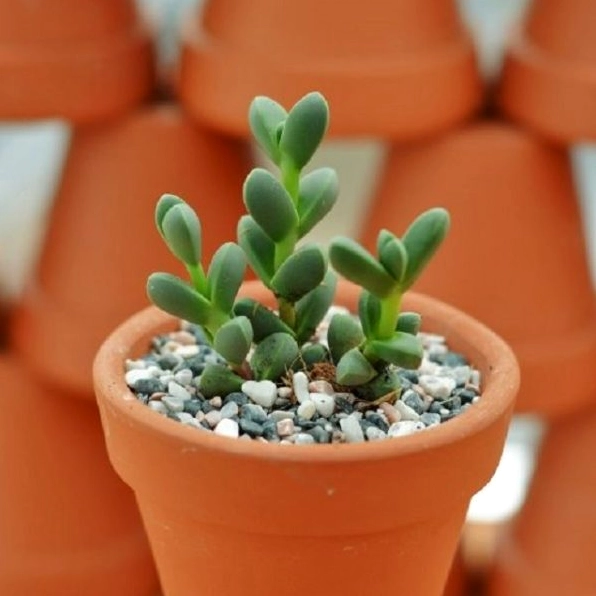 Hình ảnh trồng Sen Đá Trái Tim đơn giản trong chậu nhỏ với bố cục gần gũi dễ áp dụng