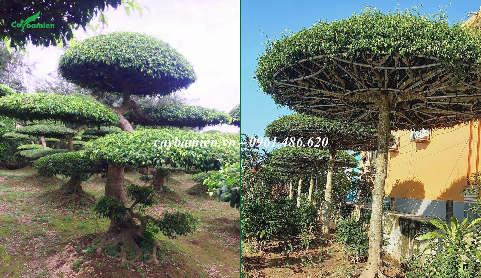 Hình ảnh trồng và chăm sóc Cây Sanh Nam Điền cảnh trong không gian nhà vườn thoáng đãng