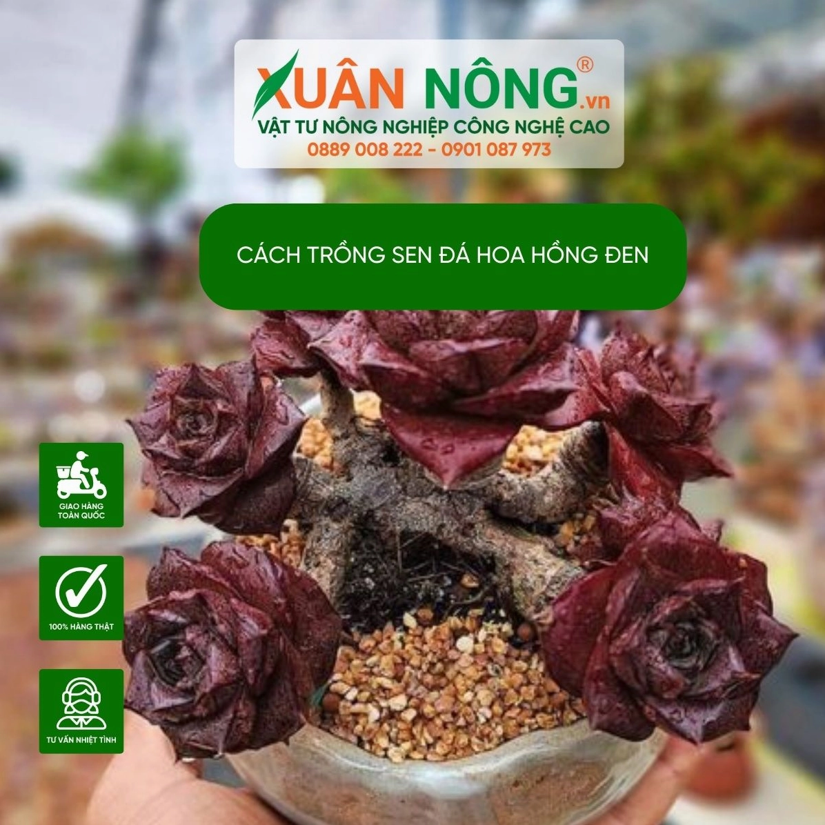 Hình chăm sóc Sen Đá Hoa Hồng Đen với dáng lá khỏe và màu sắc trầm ổn