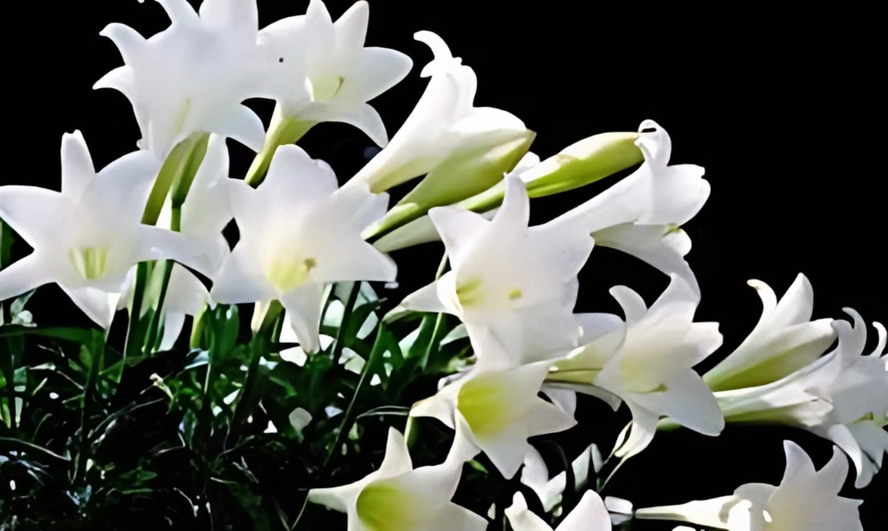 Hình giới thiệu hoa huệ tây với thông tin nhận biết đặc điểm cơ bản của loài hoa này
