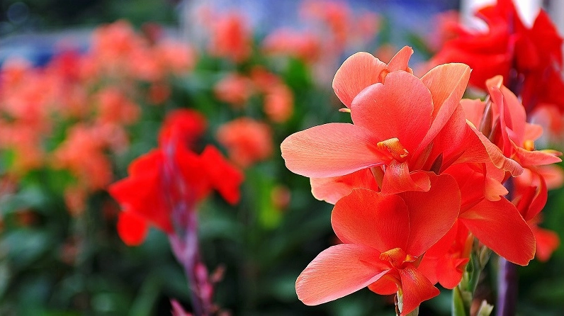 Hình minh họa cách giữ Hoa Lay Ơn tươi lâu với cành hoa còn độ nở đẹp và sắc màu tươi sáng