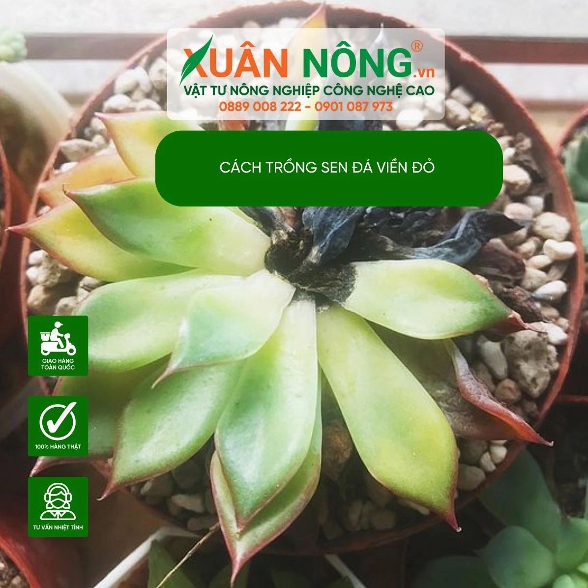 Hình minh họa cách nhận biết Sen Đá Viền Đỏ bị bệnh qua lá đổi màu và dáng cây kém tươi