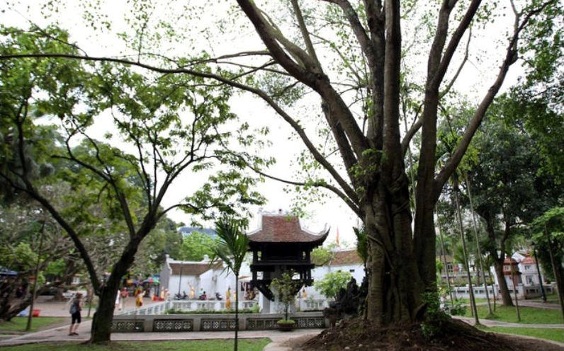 Hình minh họa cách trồng cây bồ đề với cây non khỏe mạnh và điều kiện đất trồng phù hợp để phát triển tốt