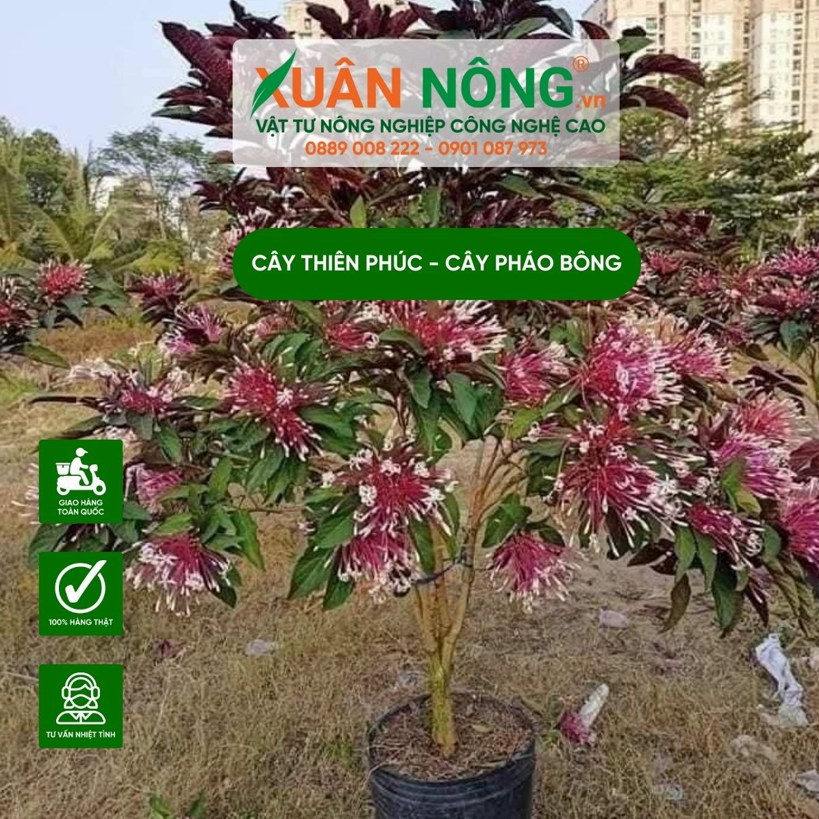 Hình minh họa cách trồng cây Thiên Phúc trong điều kiện vườn nhà với bố cục dễ quan sát
