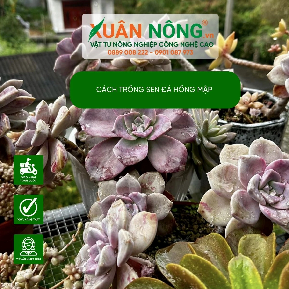 Hình minh họa cách trồng Sen Đá Hồng Mập trong giá thể thoáng để cây khỏe và lên màu