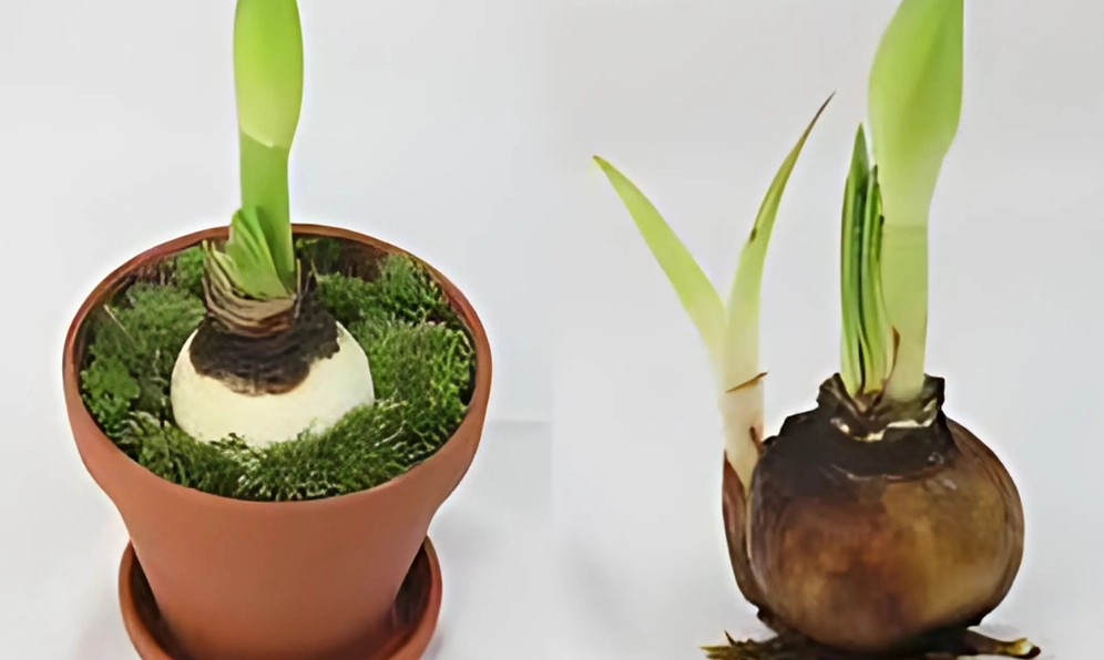 Hình minh họa cách trồng và chăm sóc hoa huệ tây với bố cục trực quan và màu sắc dễ theo dõi