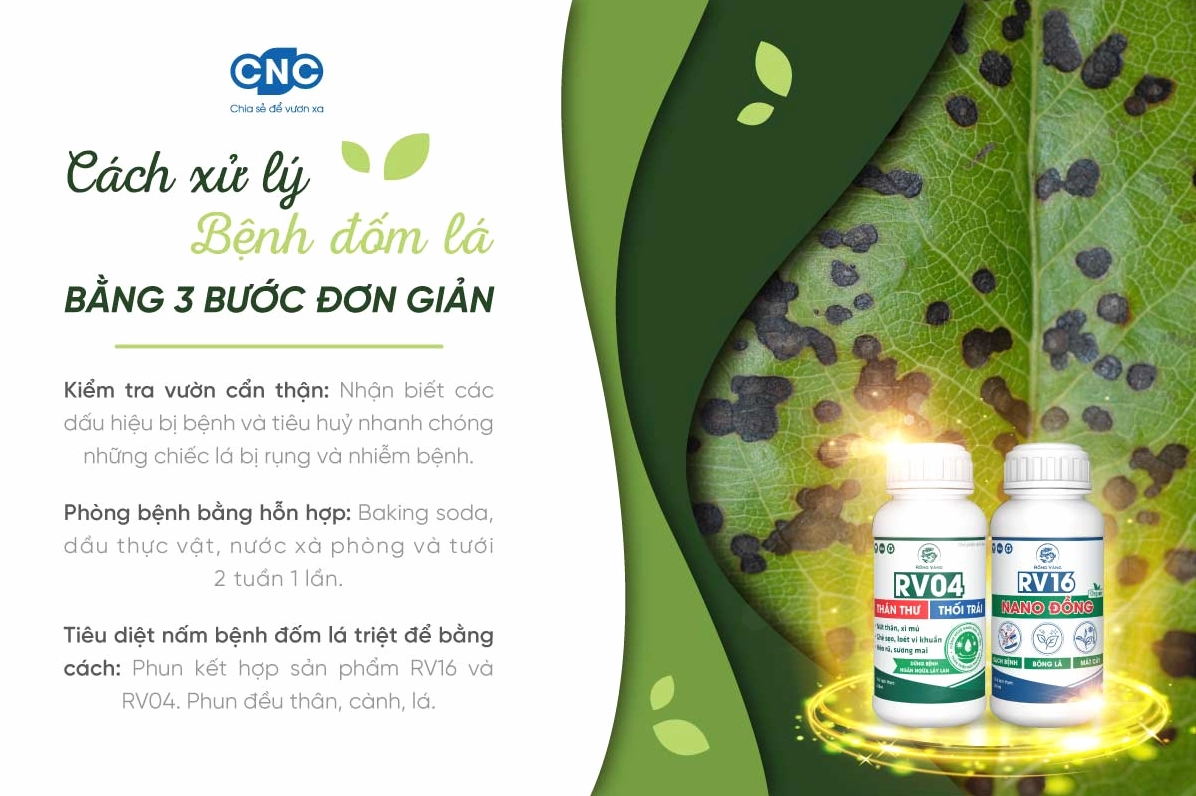 Hình minh họa cách xử lý bệnh đốm lá hiệu quả trong chăm sóc cây cảnh và cây trồng
