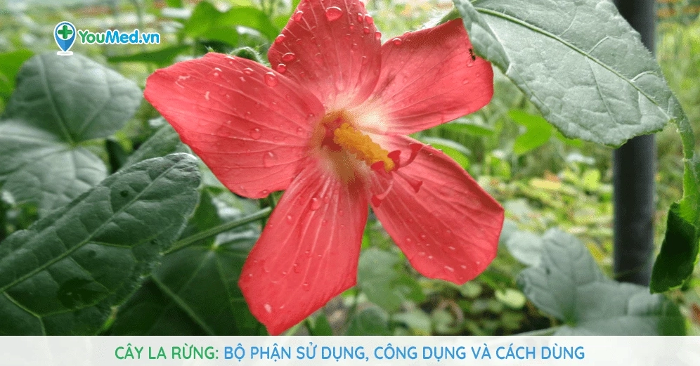 Hình minh họa cây dược liệu dùng để tham khảo bối cảnh thực vật bên cạnh Cúc Bách Nhật