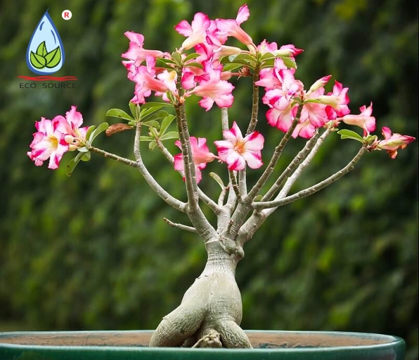 Hình minh họa liên quan đến chủ đề chăm sóc hoa Sứ Thái nở đẹp và ổn định trong mùa hoa