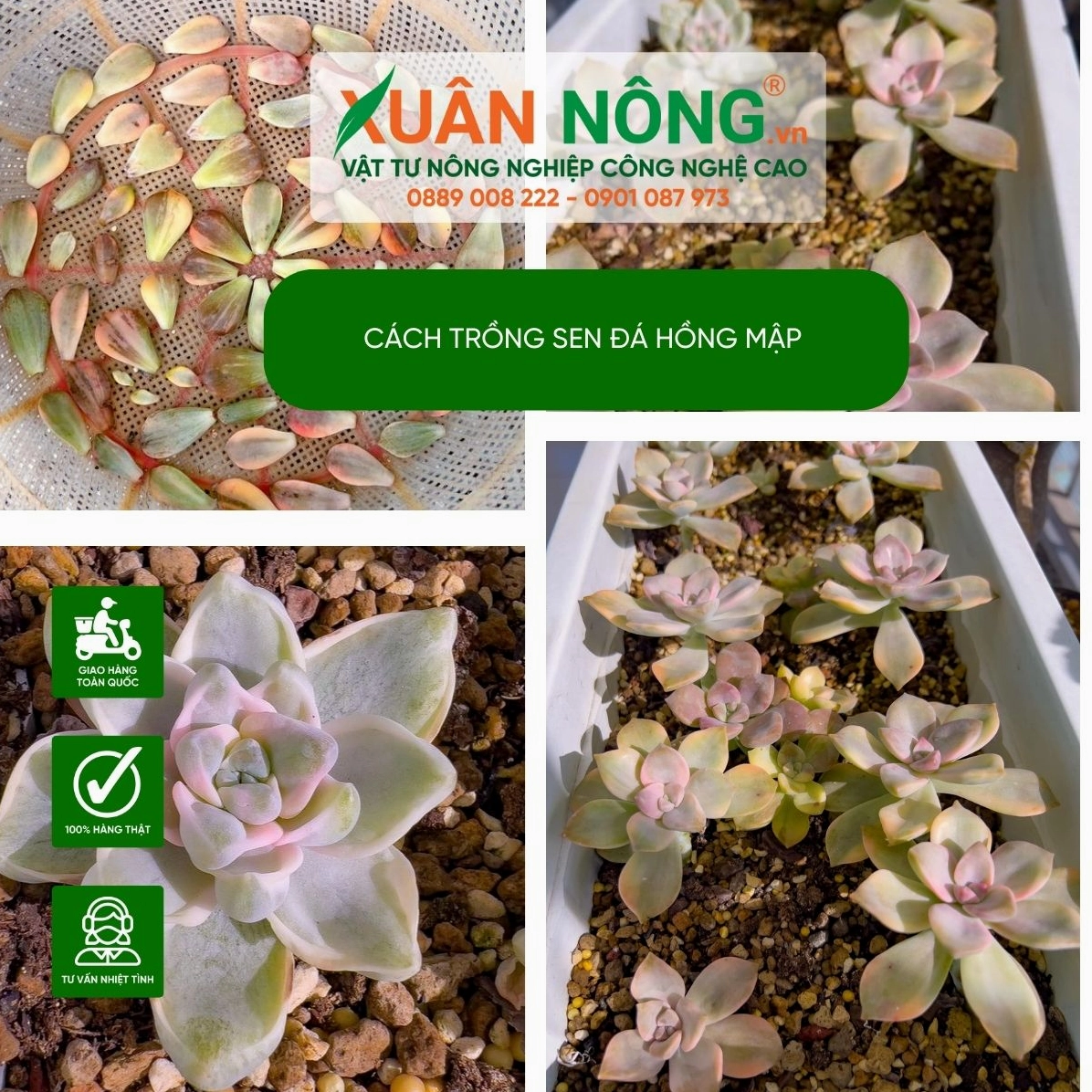 Hình minh họa nhân giống Sen Đá Hồng Mập từ lá để tạo cây con nhỏ khỏe mạnh