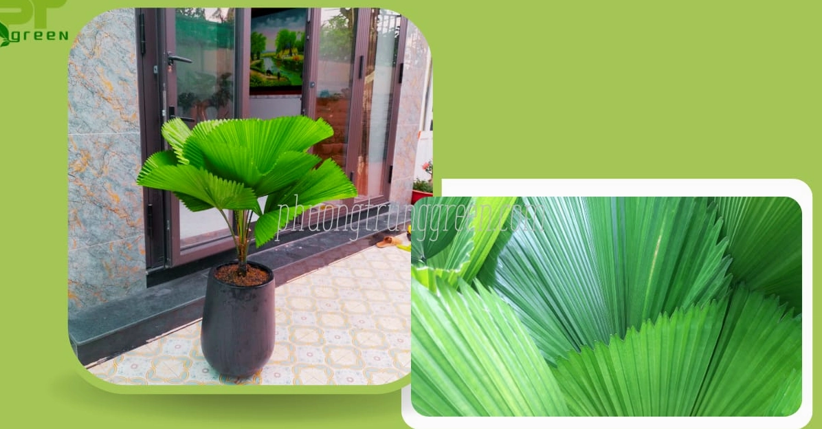 Hình minh họa về cây Cọ Nhật với bố cục dễ nhìn gợi nhắc những thắc mắc thường gặp khi trồng cây