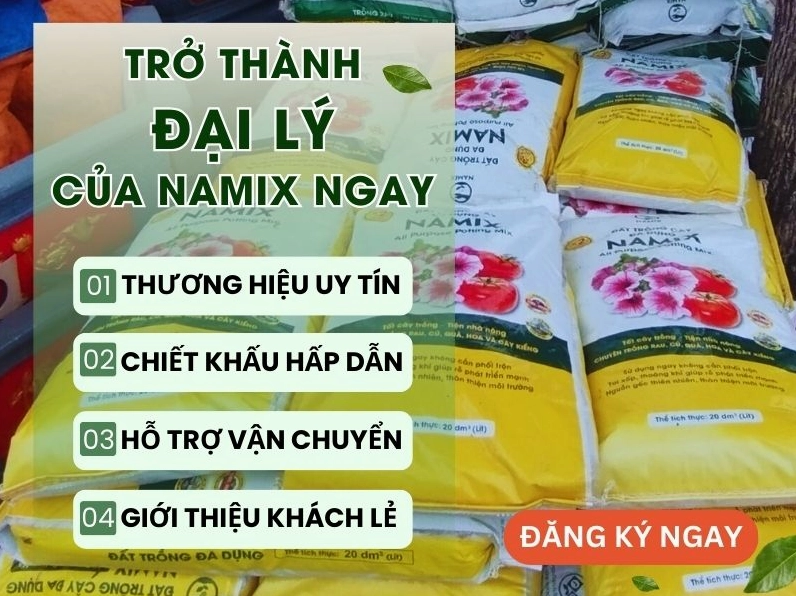 Hình minh họa Xương Rồng Sao Biển được dùng trong bối cảnh giới thiệu cây cảnh mọng nước