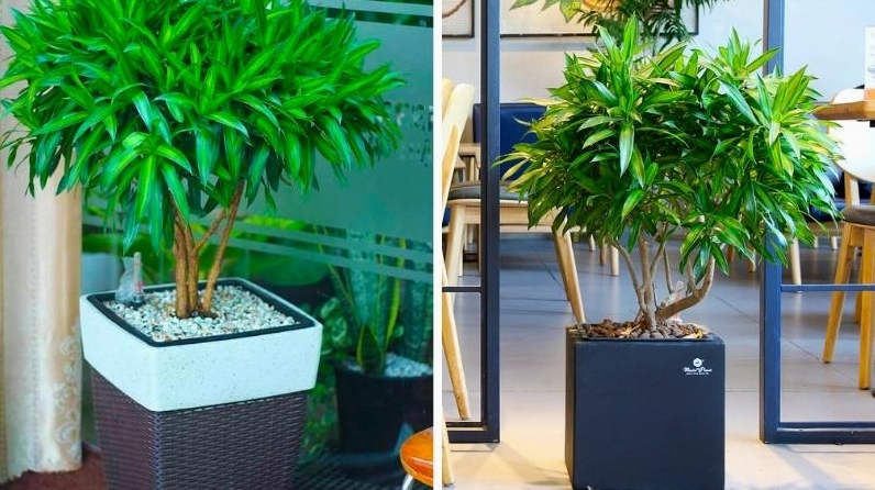 Hình minh họa ý nghĩa phong thủy của Cây Trúc Bách Hợp với chậu cây xanh sáng đặt trang nhã