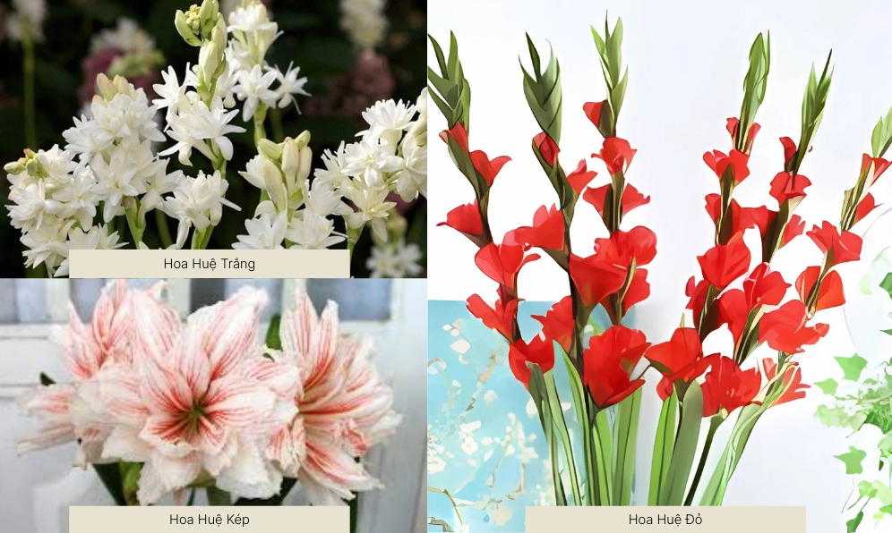 Hình tổng hợp các loại hoa huệ tây phổ biến hiện nay giúp người xem dễ hình dung sự đa dạng