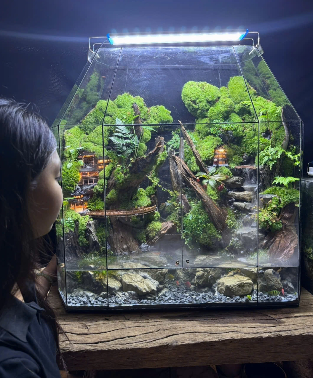 Hồ bán cạn terrarium có rêu xanh kết hợp đá và cây tạo bố cục thiên nhiên đặc biệt
