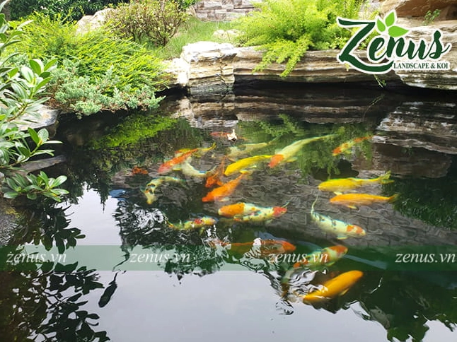 Hồ cá Koi có độ sâu hợp lý giúp nước ổn định và cá bơi khỏe dưới mặt hồ