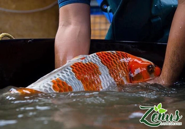 Hồ cá Koi mới xây được xử lý nước để chuẩn bị môi trường an toàn cho cá Nhật